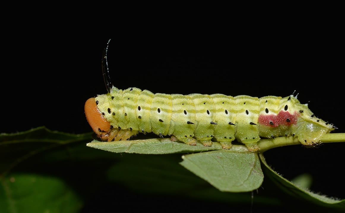 Green-striped Mapleworm