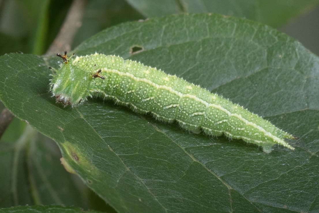 Hackberry Emperor Caterpillar