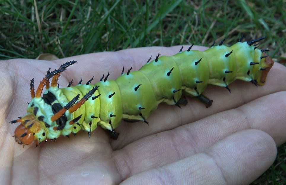 Hickory Horned Devil