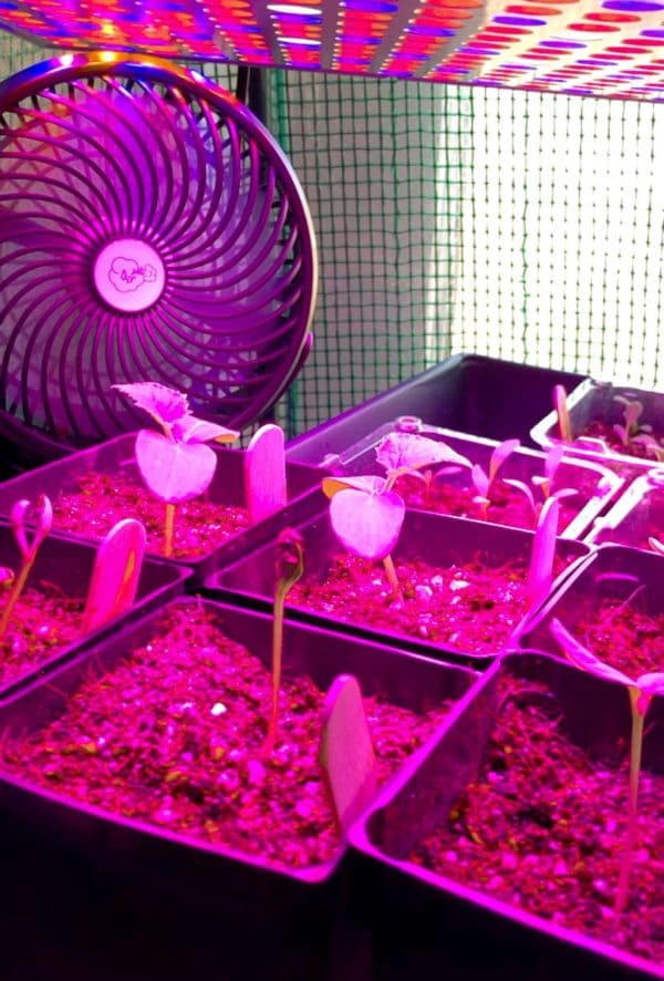 Install small fans to provide gentle air movement around seedlings