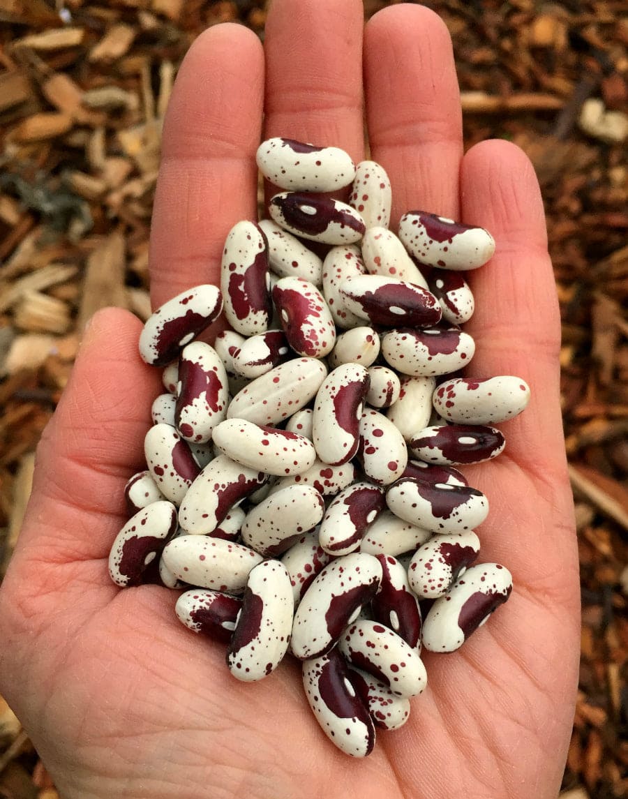 Jacob's Cattle beans