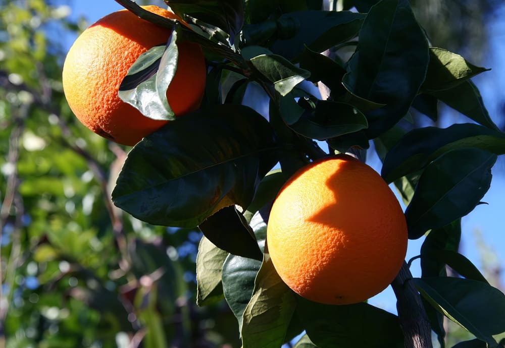 Jaffa oranges