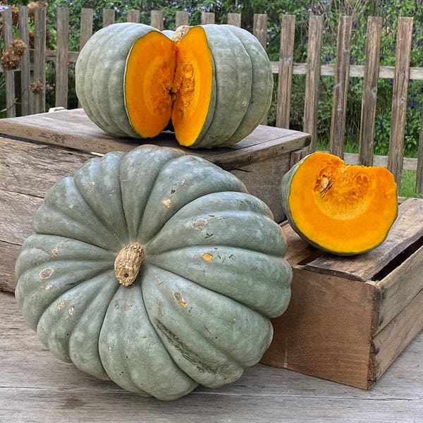 Jarrahdale pumpkins