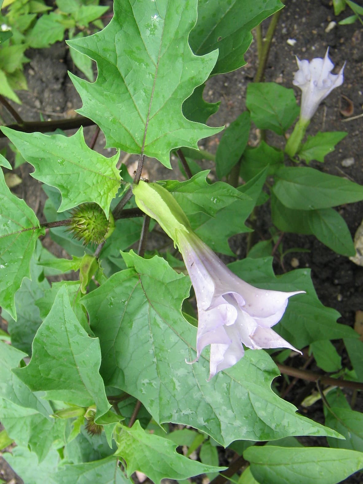Jimson Weed