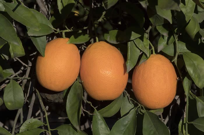 Jincheng oranges