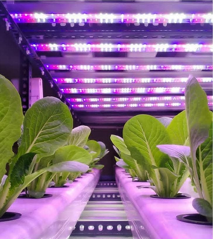 LED grow lights for Hydroponics