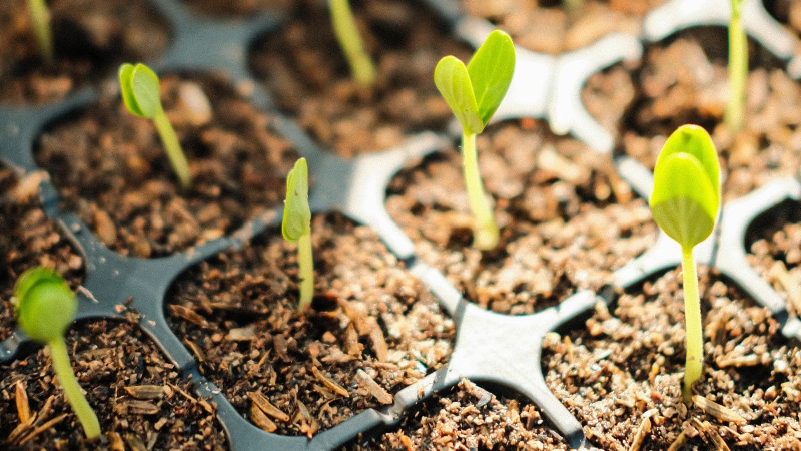 Light for seed germination