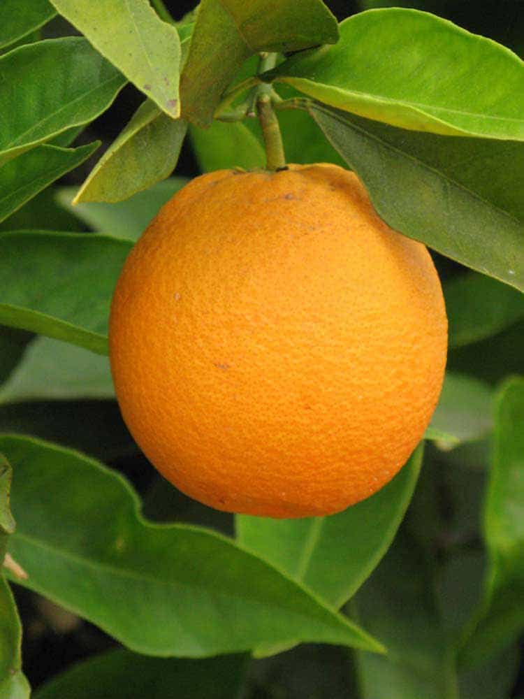 Lima oranges
