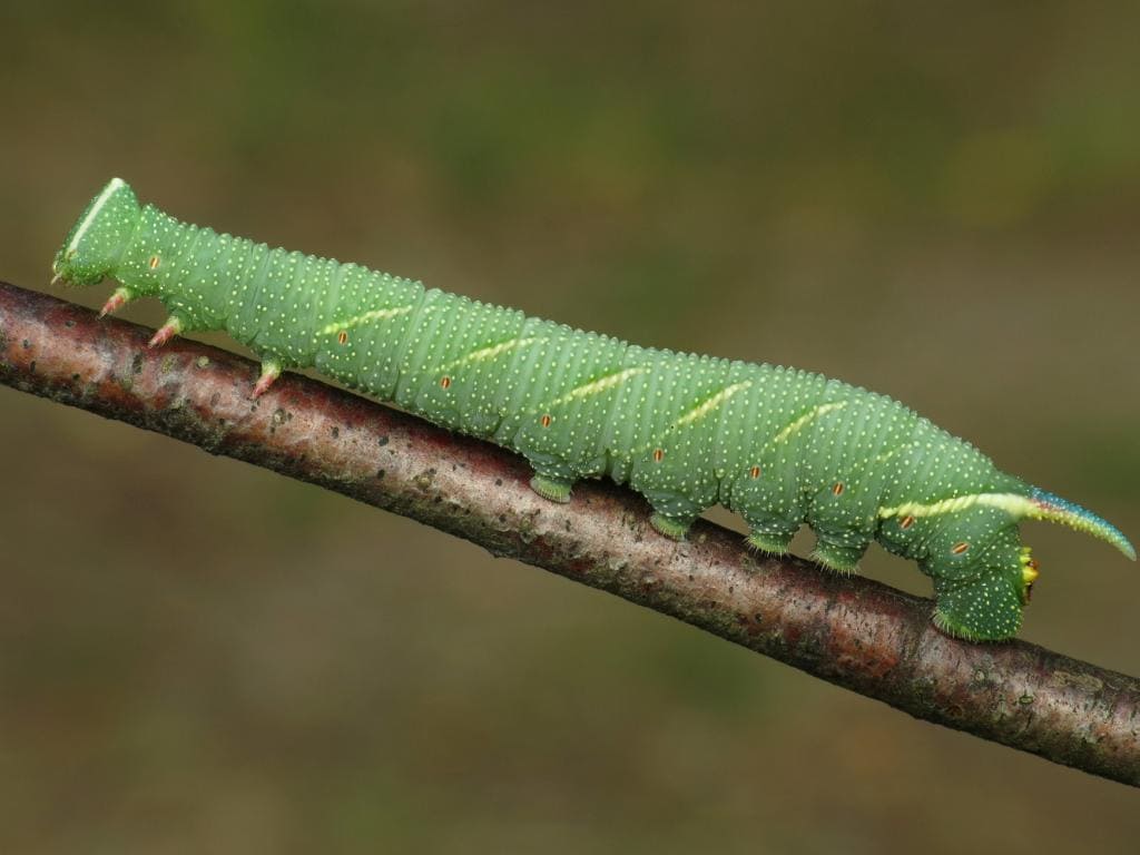 Lime Hawk-moth Caterpillar