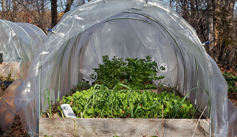 Low Tunnels