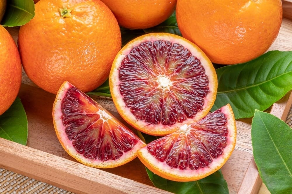Maltese Blood Orange