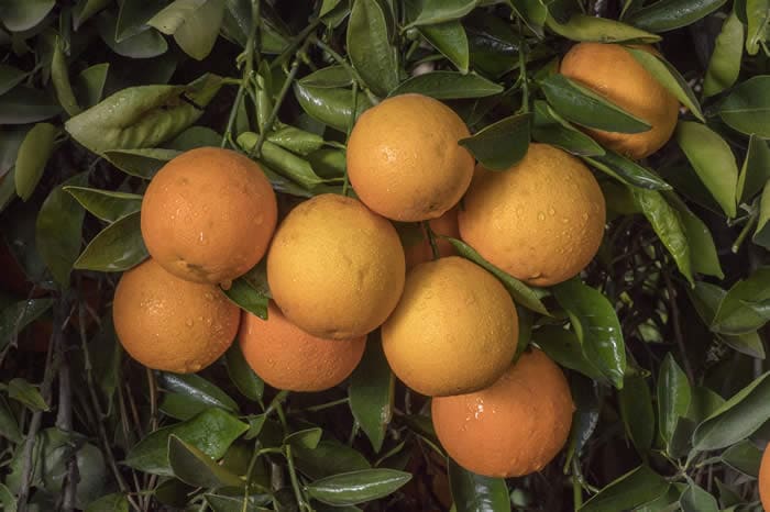 Marrs oranges