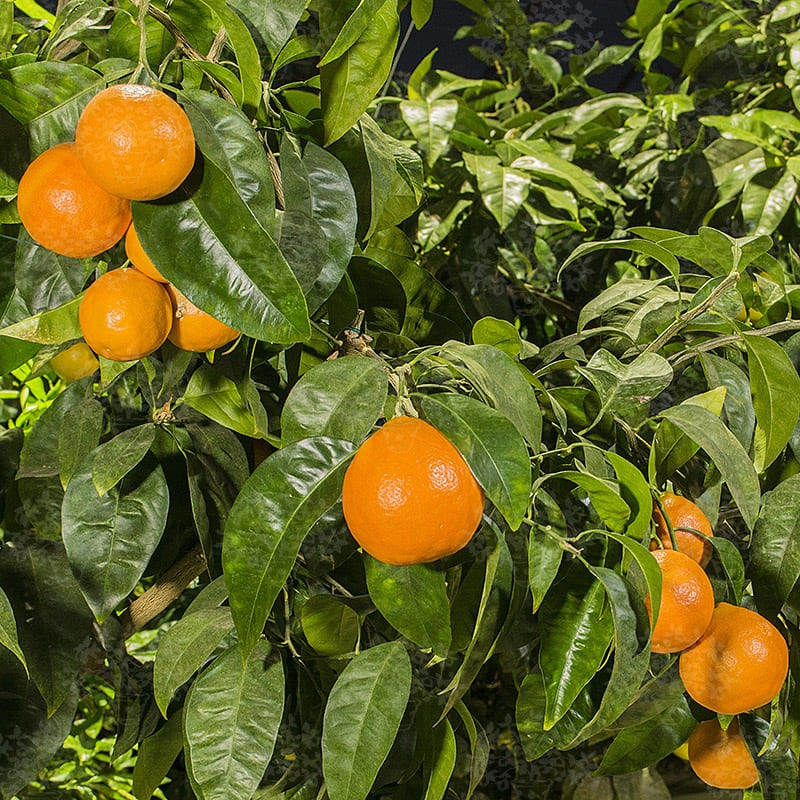 Minneola tangelos