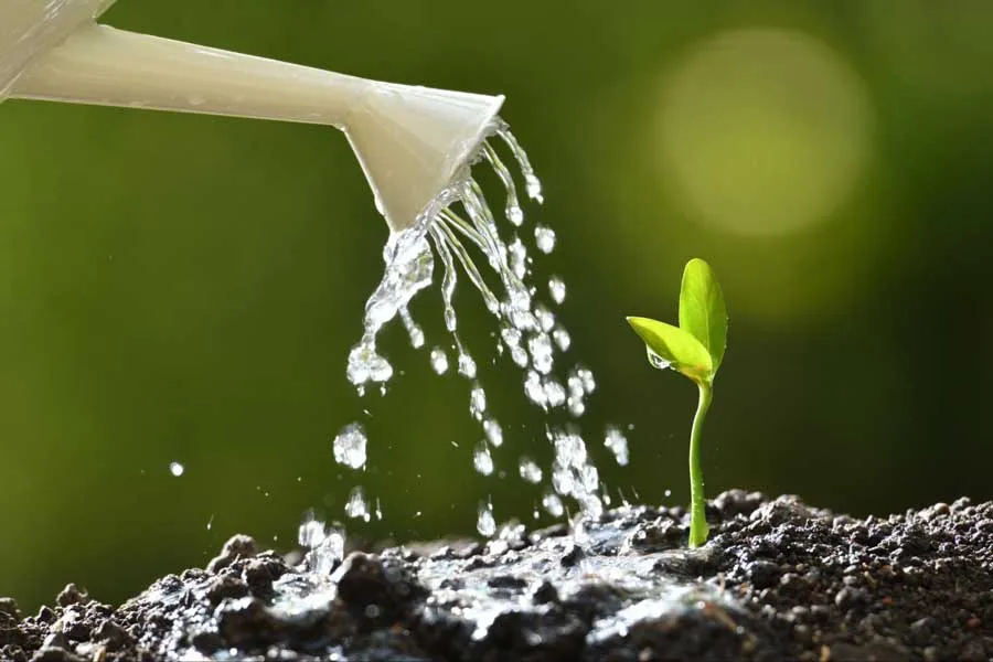Moisture For Seeds
