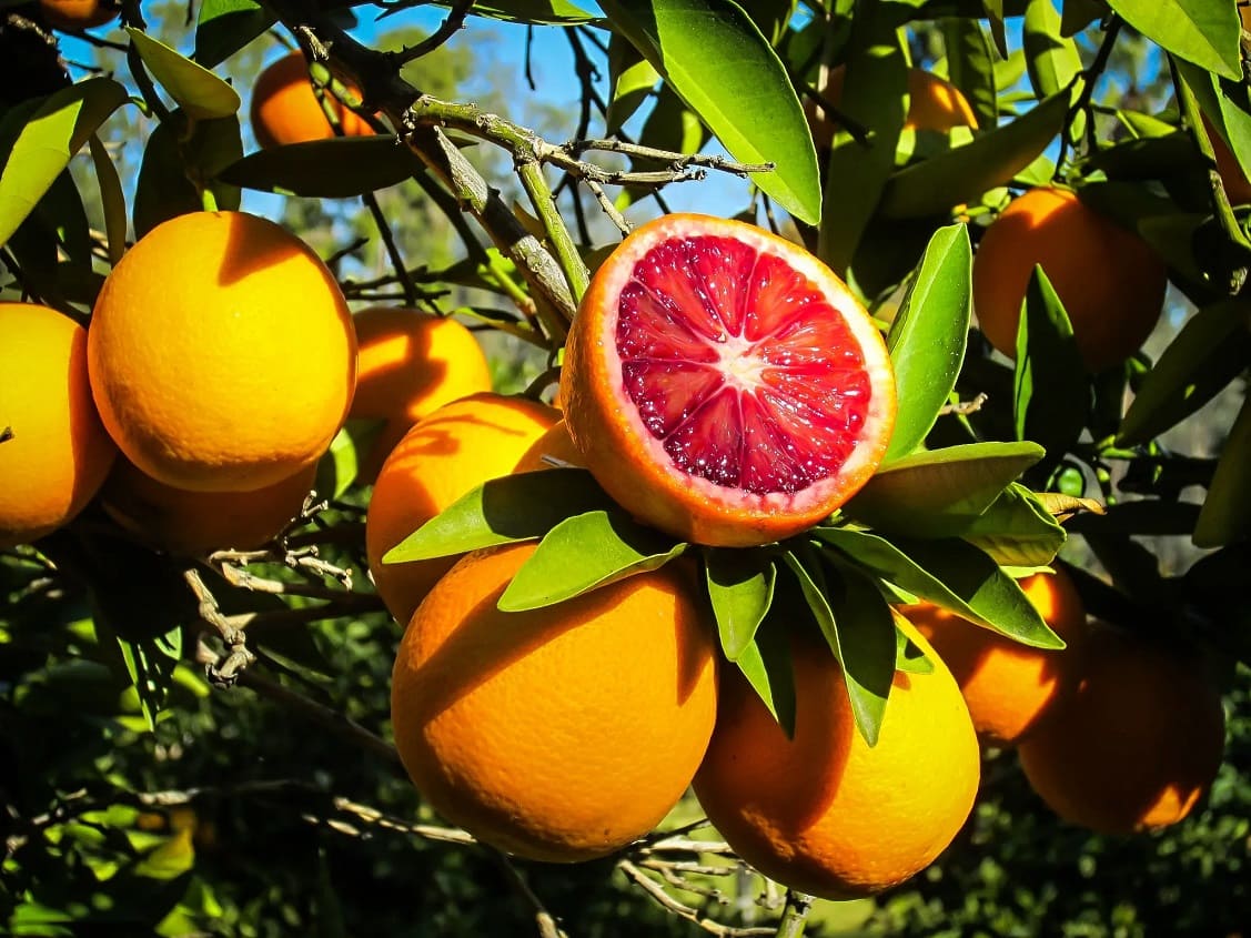 Moro Blood Orange