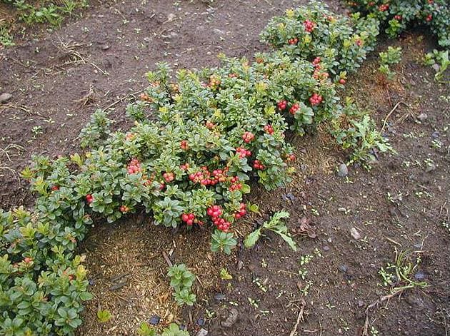 Mulching for Lingonberries