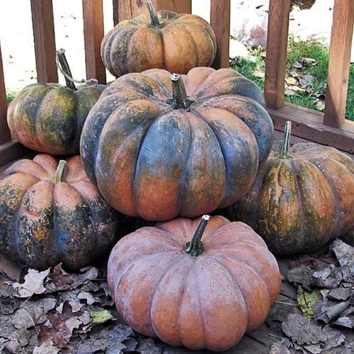 Musquee de Provence pumpkins