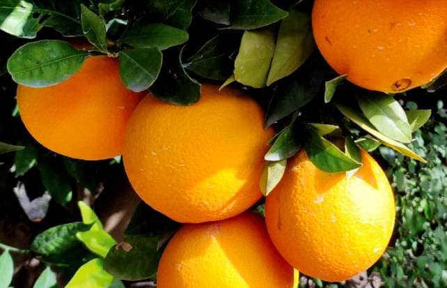 Navelate oranges