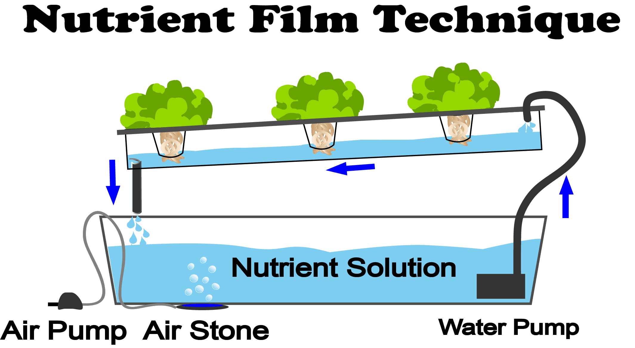 Nutrient Film Technique