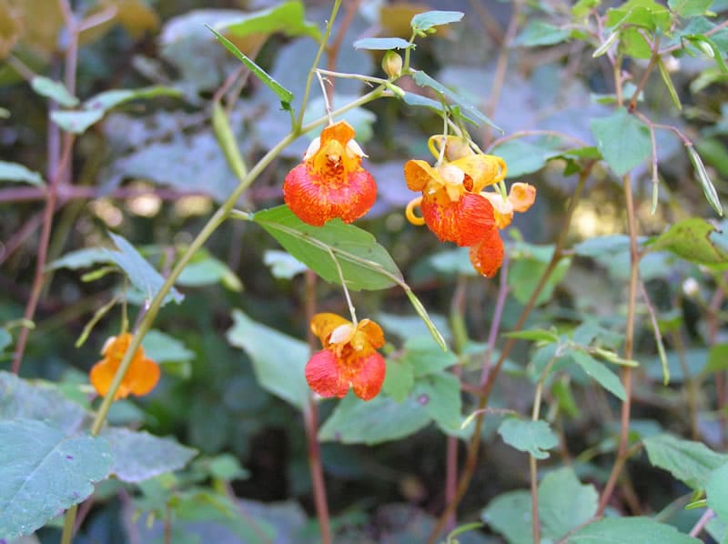 Orange Jewelweed