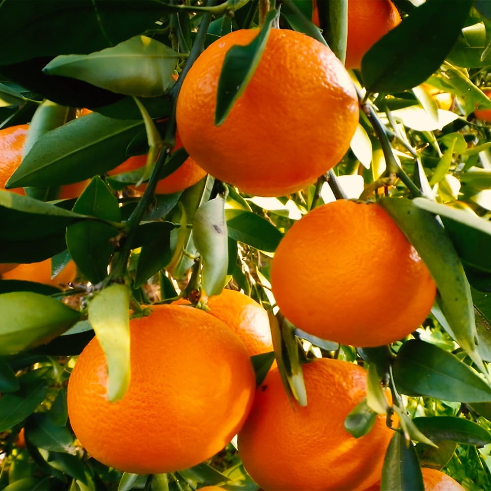 Ortanique oranges