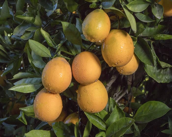 Ovale oranges