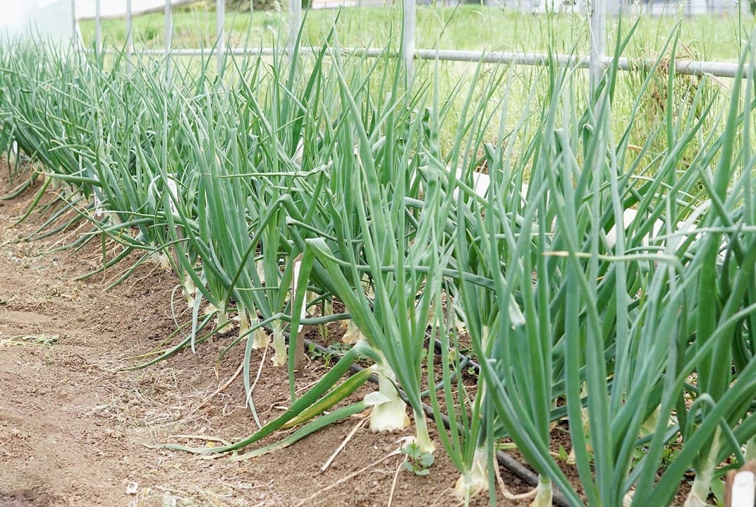 Overwintering Onions