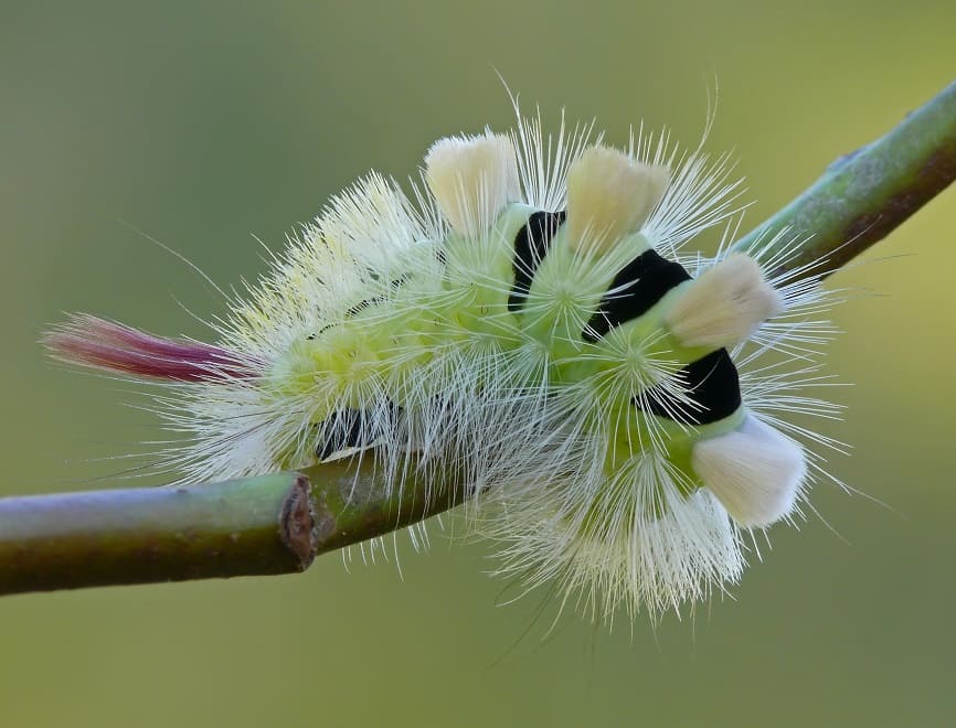 Pale Tussock Moth Caterpillar