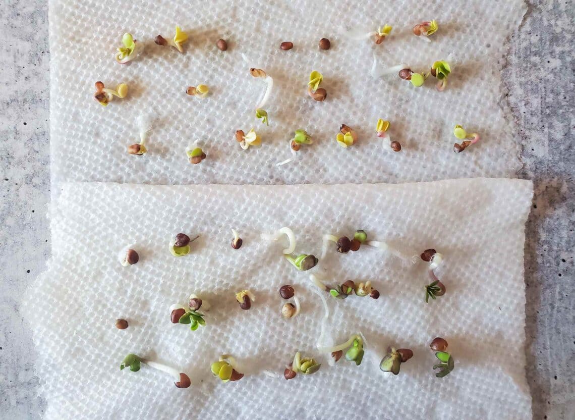 Paper Towel Pre-Sprouting