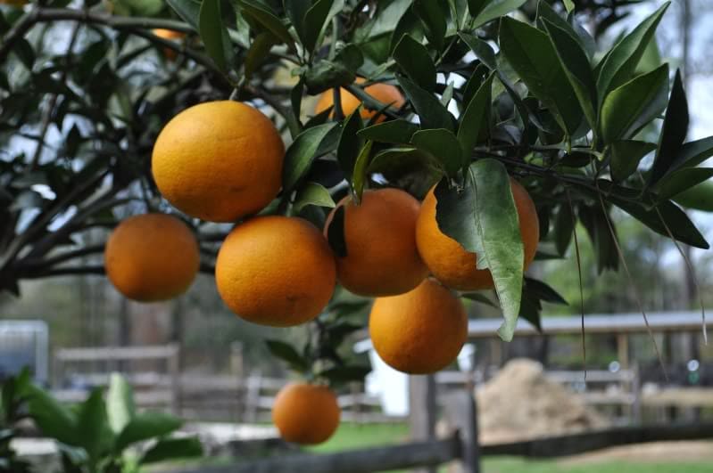 Parson Brown oranges