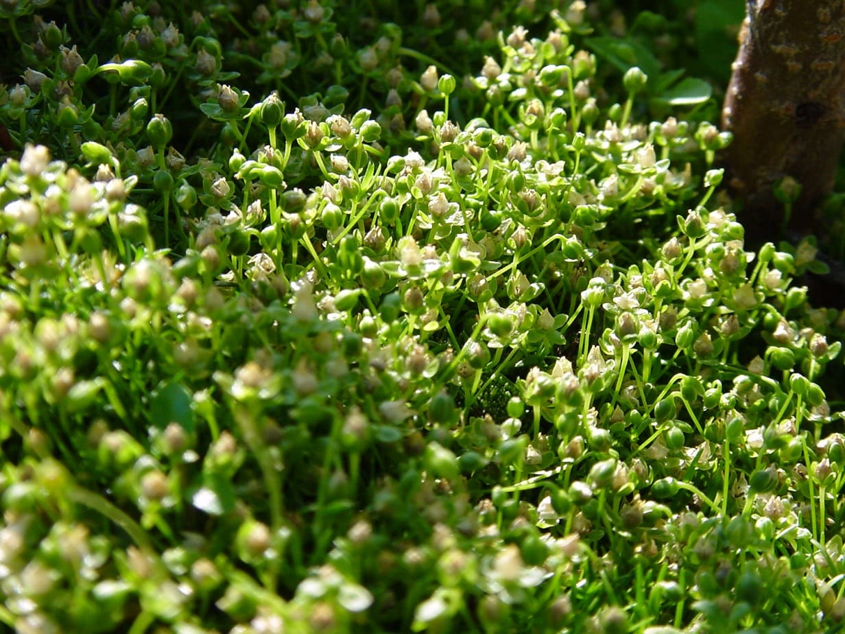 Pearlwort (Sagina procumbens)