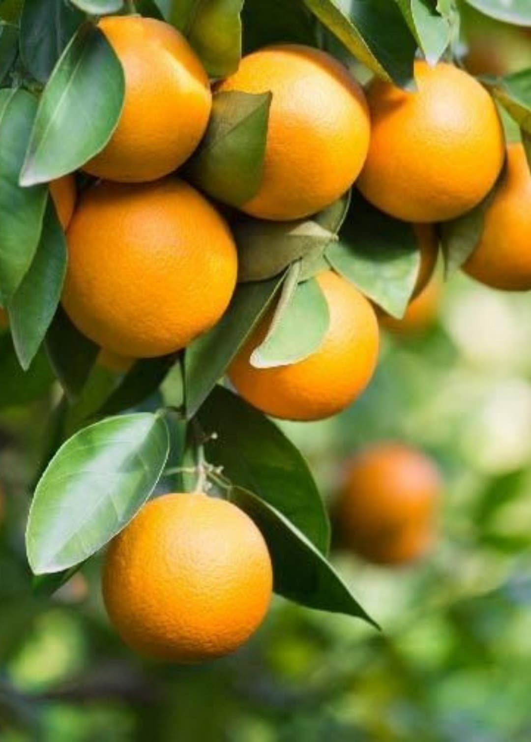 Pineapple oranges