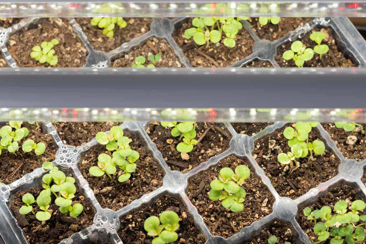 Position grow lights