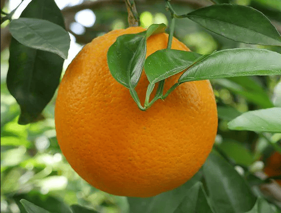 Powell Navel oranges