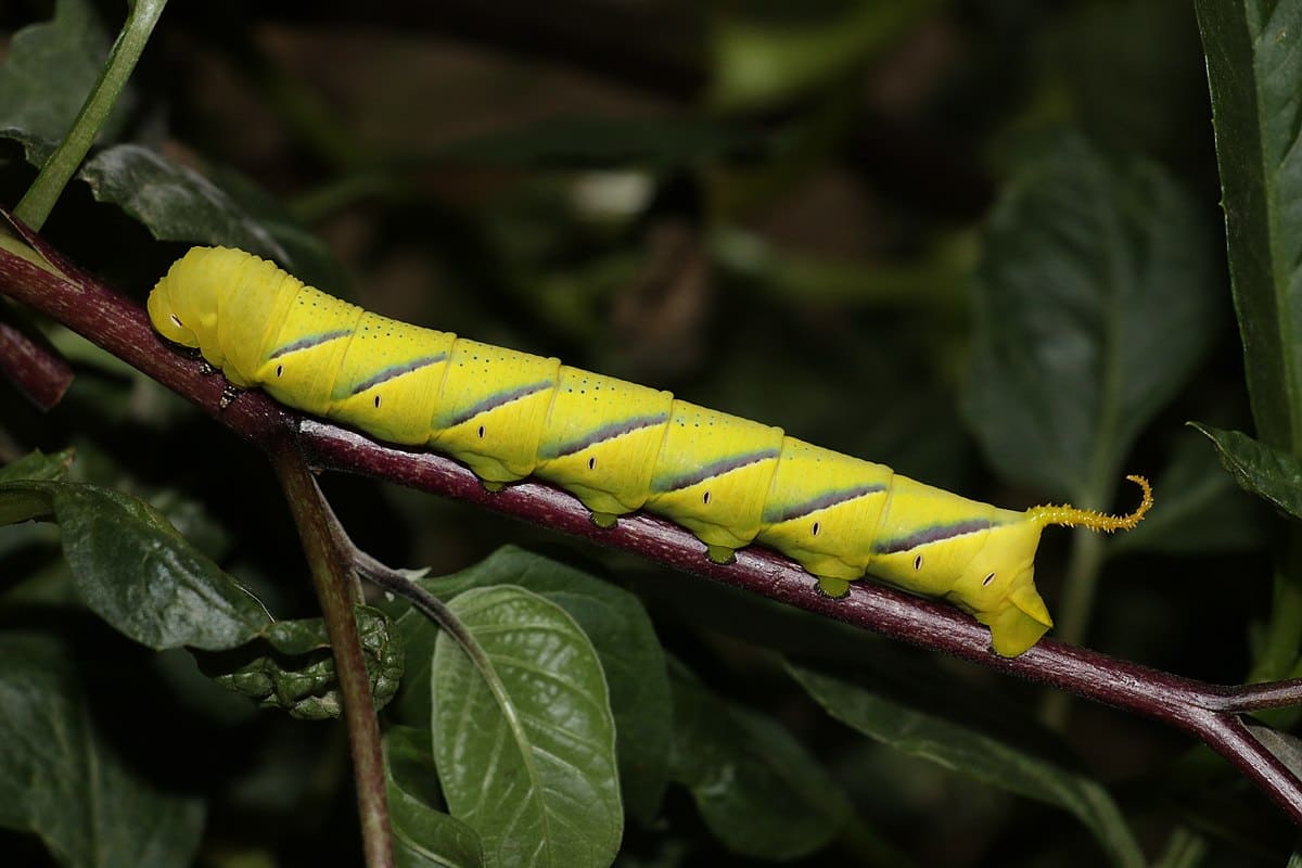 Privet Hawk-moth Caterpillar