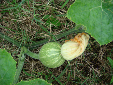 Pumpkin developing fruit