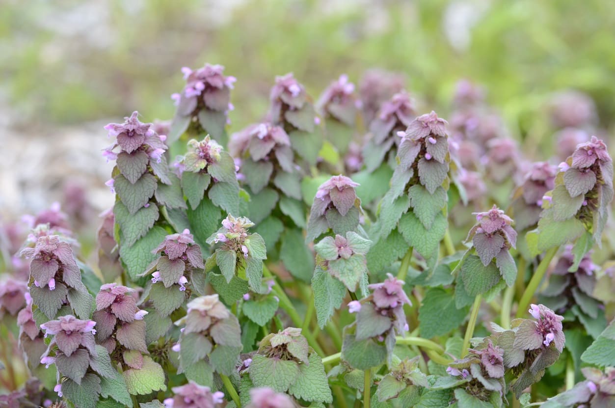 Purple Deadnettle (Lamium purpureum)