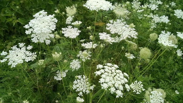 Queen Anne's Lace (Daucus carota)