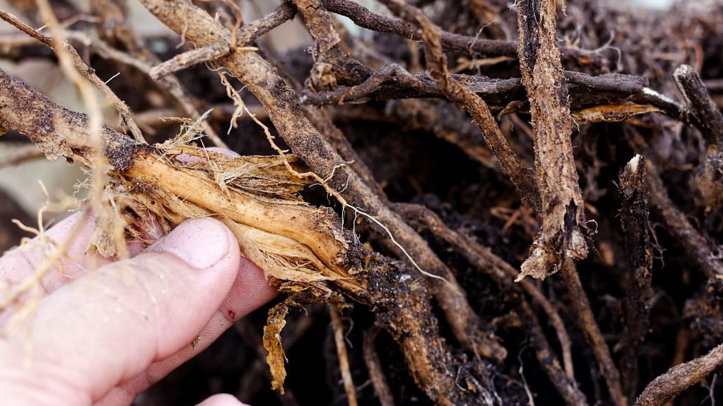 Root rot in Lingonberries