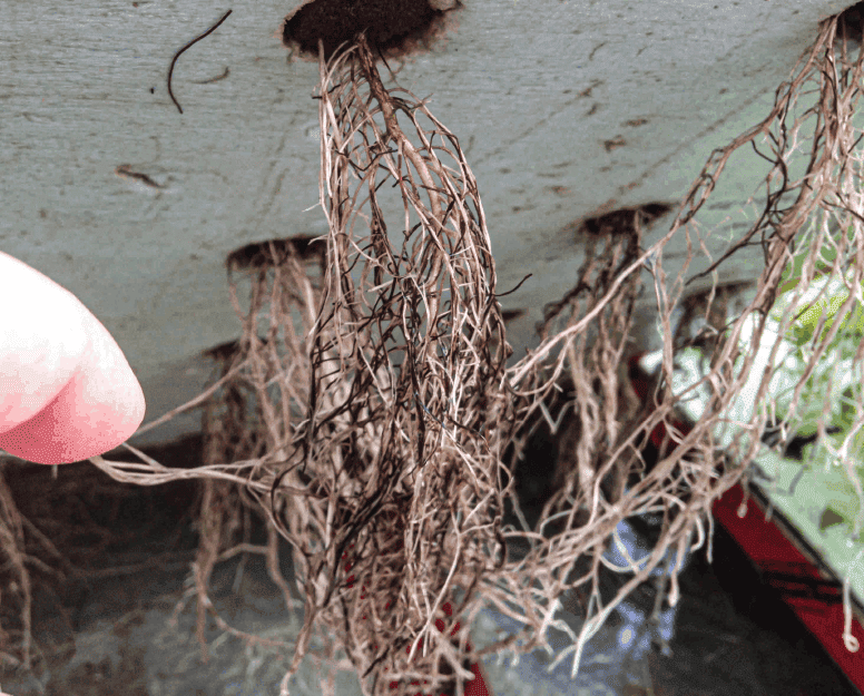 Root rot in hydroponics