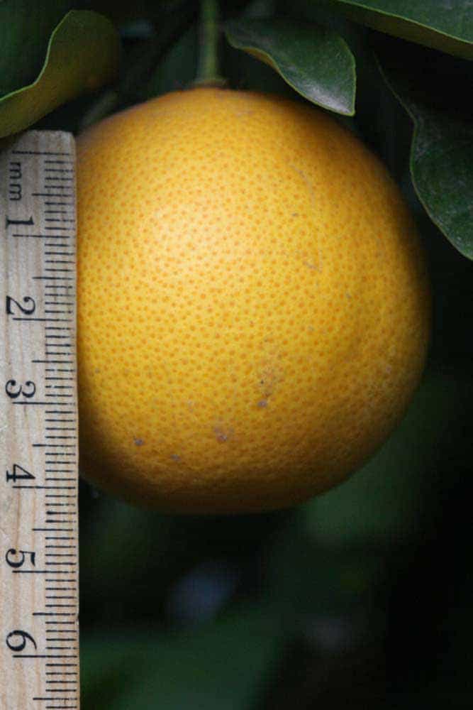 Rotuma Island oranges