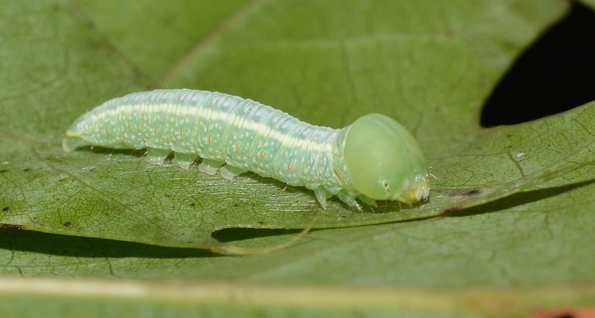 Rough Prominent Moth Caterpillar