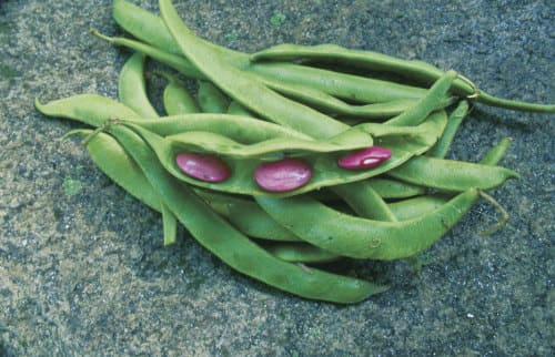 Runner beans