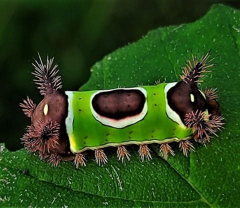 Saddleback Caterpillar