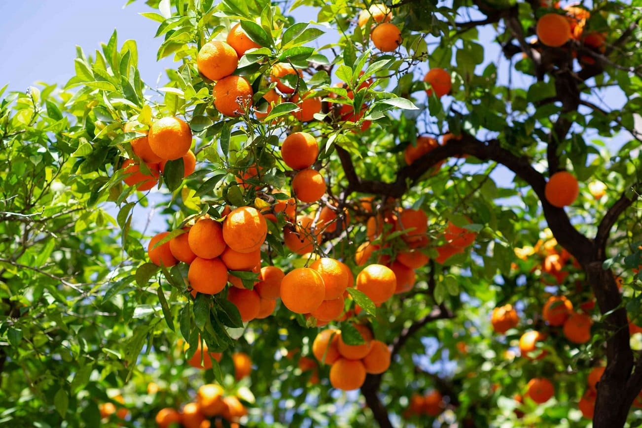 Satsumas