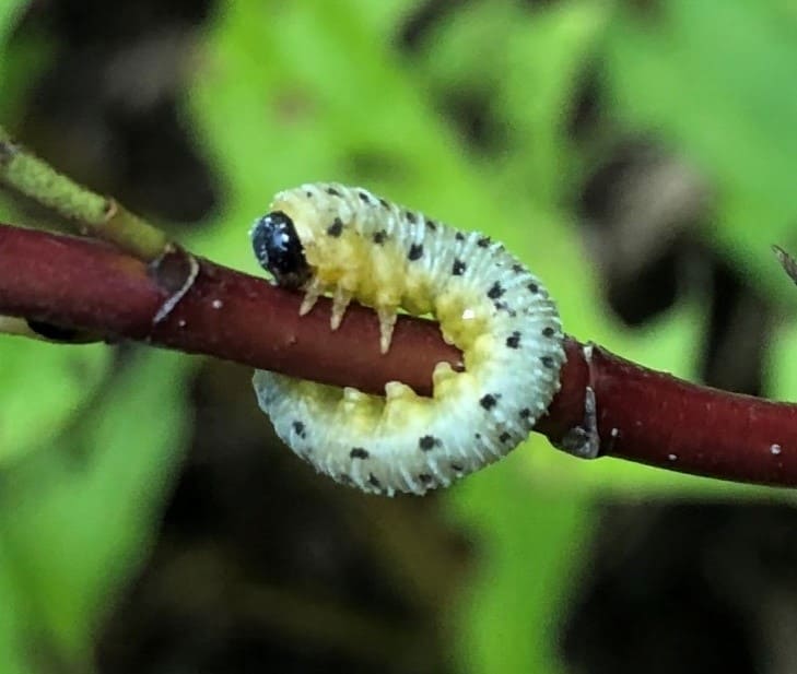 Sawfly larvae