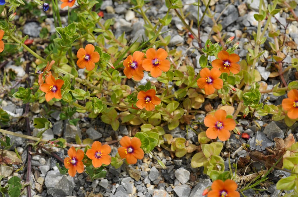Scarlet Pimpernel