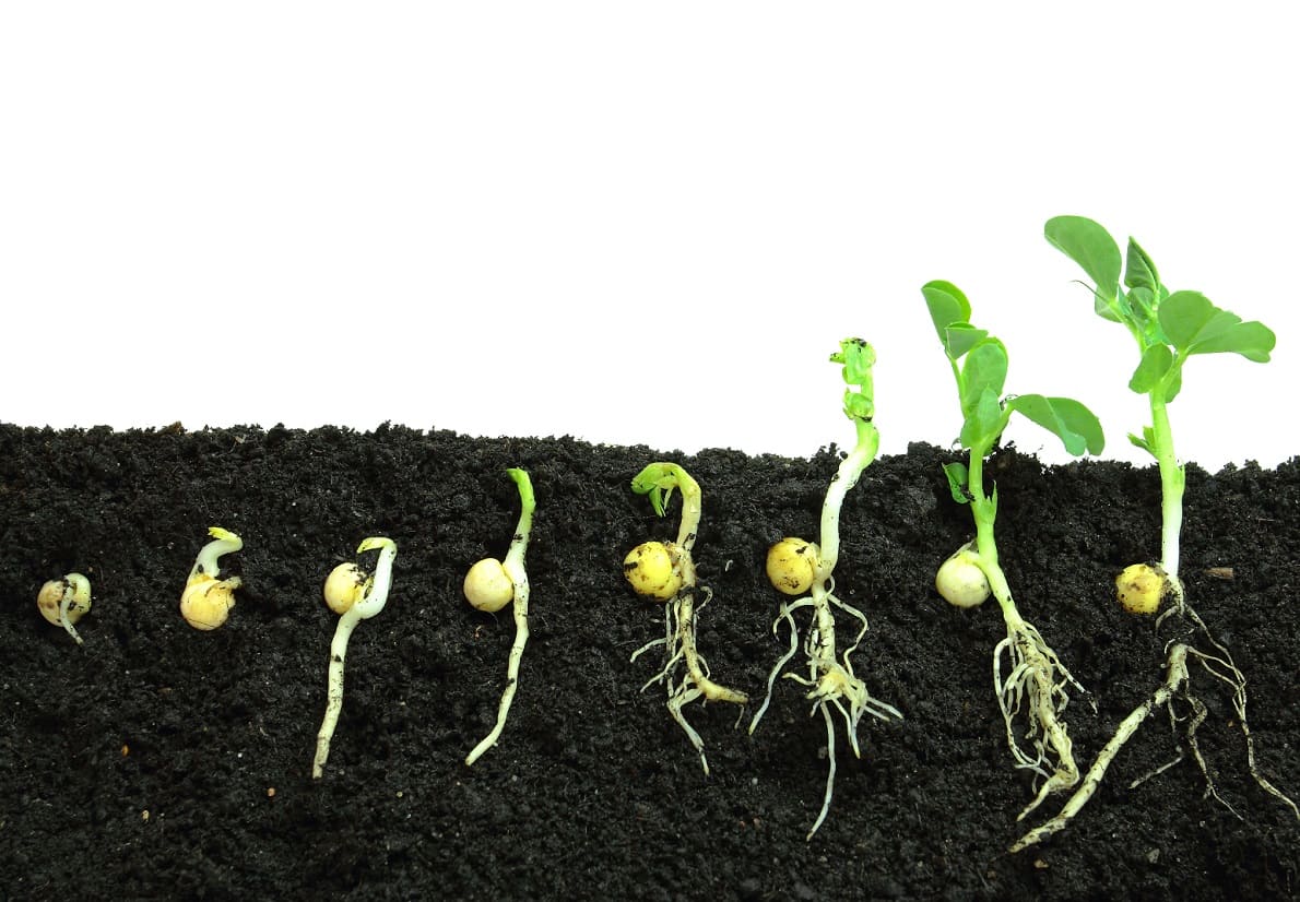 Seed Awakening