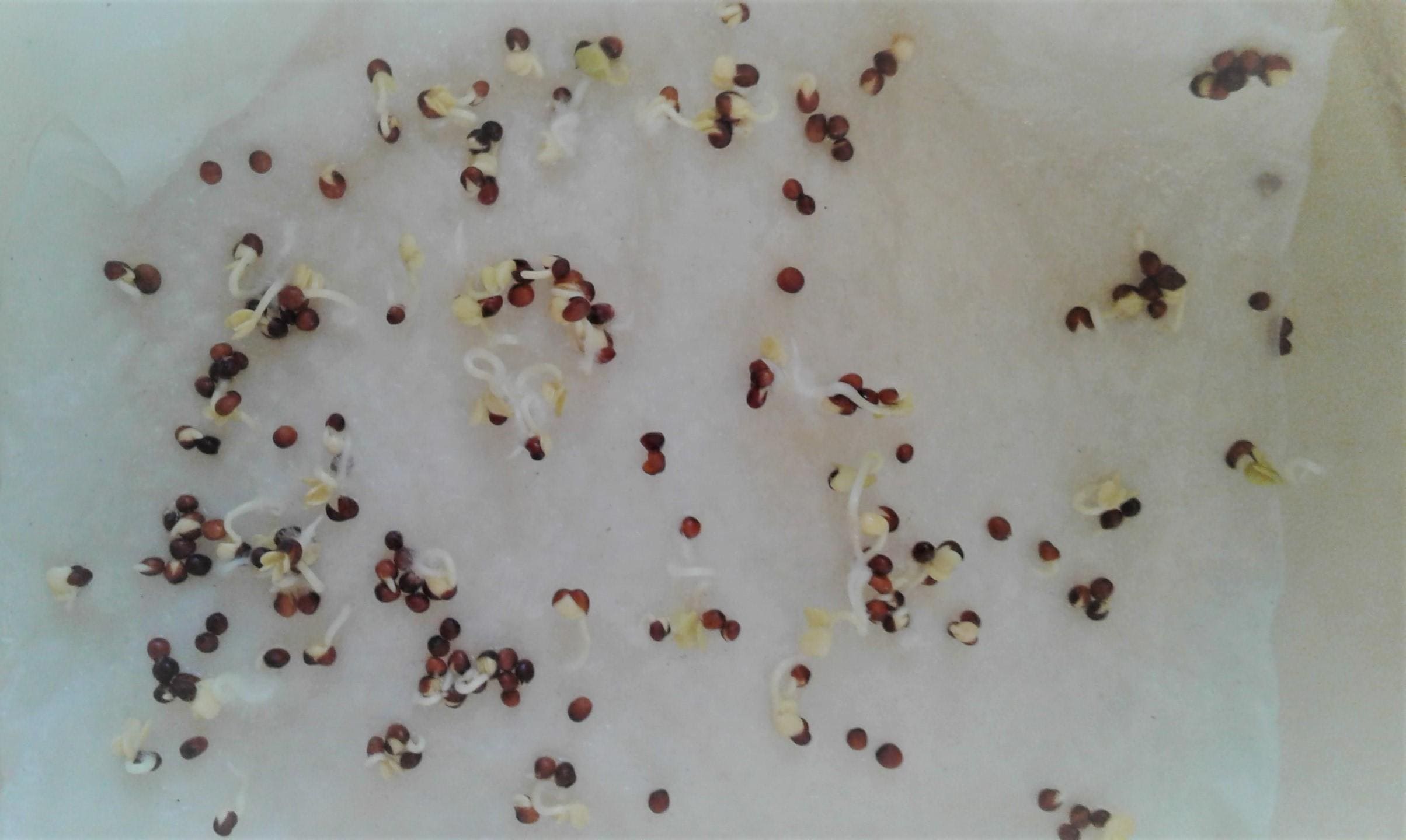 Seed Placement