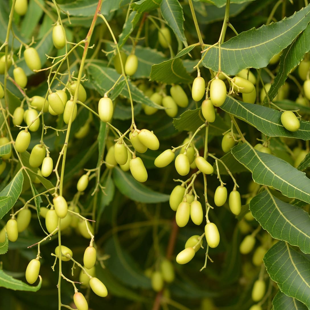 Seeds from thee neem tree